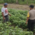 Dukung Ketahanan Pangan, Bhabinkamtibmas Polsek Kota Polres Bangli Sambangi Petani di Bebalang