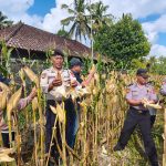 Polres Bangli Panen Jagung 3 Ton di Tembuku: Bukti Nyata Dukung Ketahanan Pangan Nasional