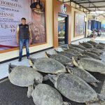 Polda Bali Gagalkan Penyelundupan 22 Ekor Penyu Hijau di Perairan Pulau Serangan